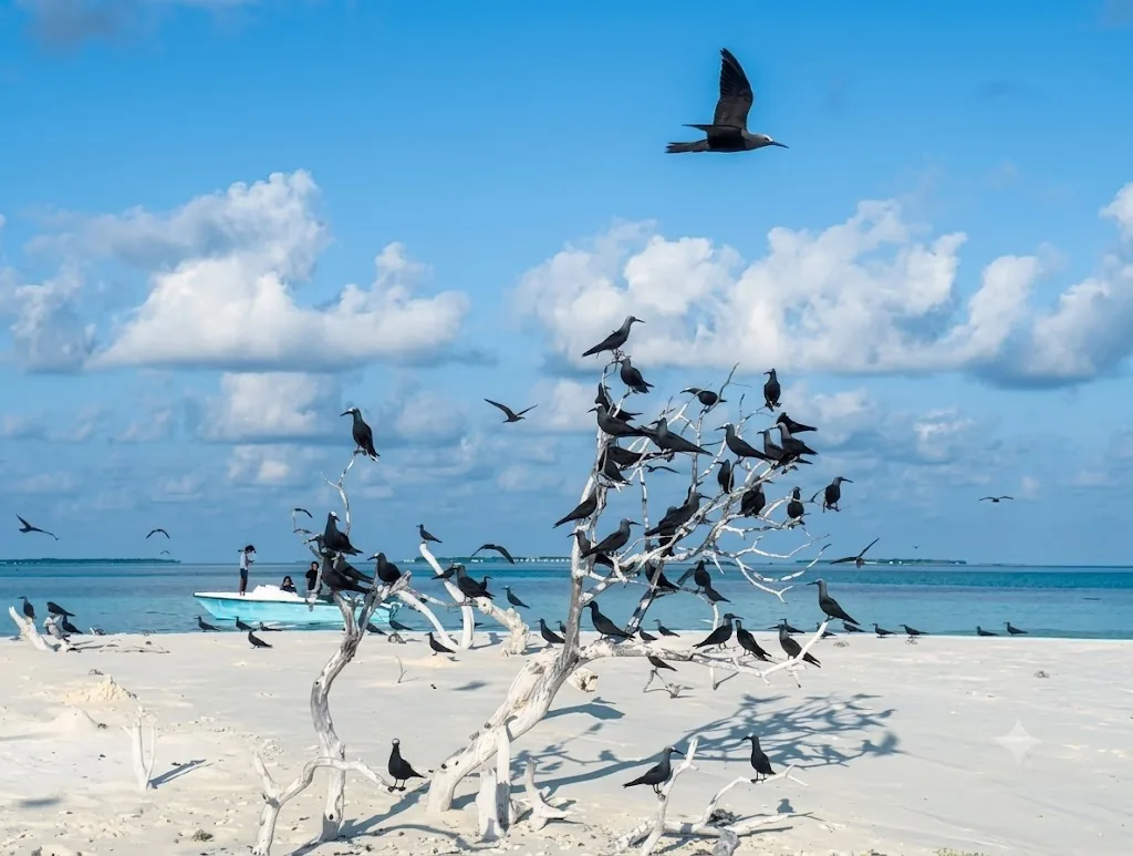 Kareem Residence guesthouse, Hinnavaru Island beach, Maldives